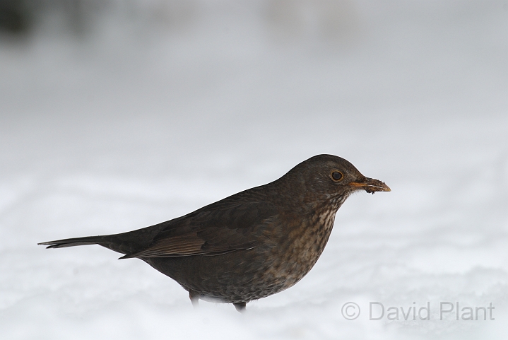 Blackbird female - B.JPG - Blackbird, female in the snow - Gloucestershire